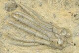 Fossil Crinoid (Phanocrinus) and Brittle Star - Anna, Illinois #327284-1